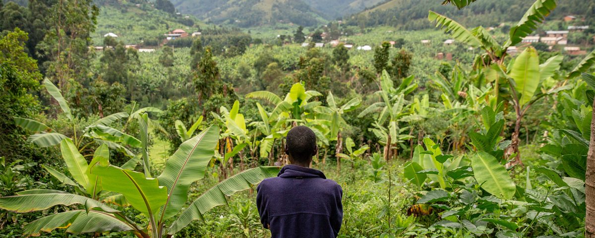 Mountain Gorillas Behavioral Traits